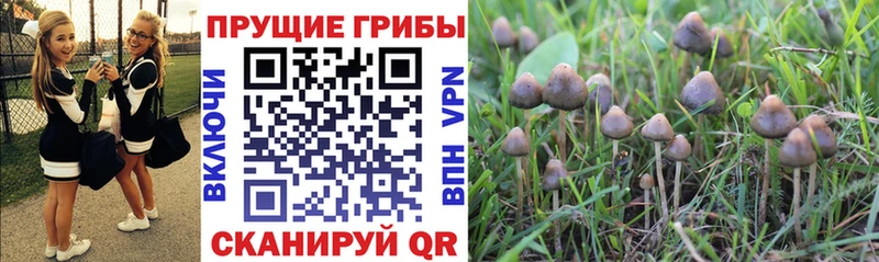 сколько стоит  Карабаш  Галлюциногенные грибы GOLDEN TEACHER 
